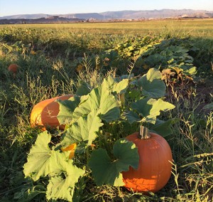 pumpkin1