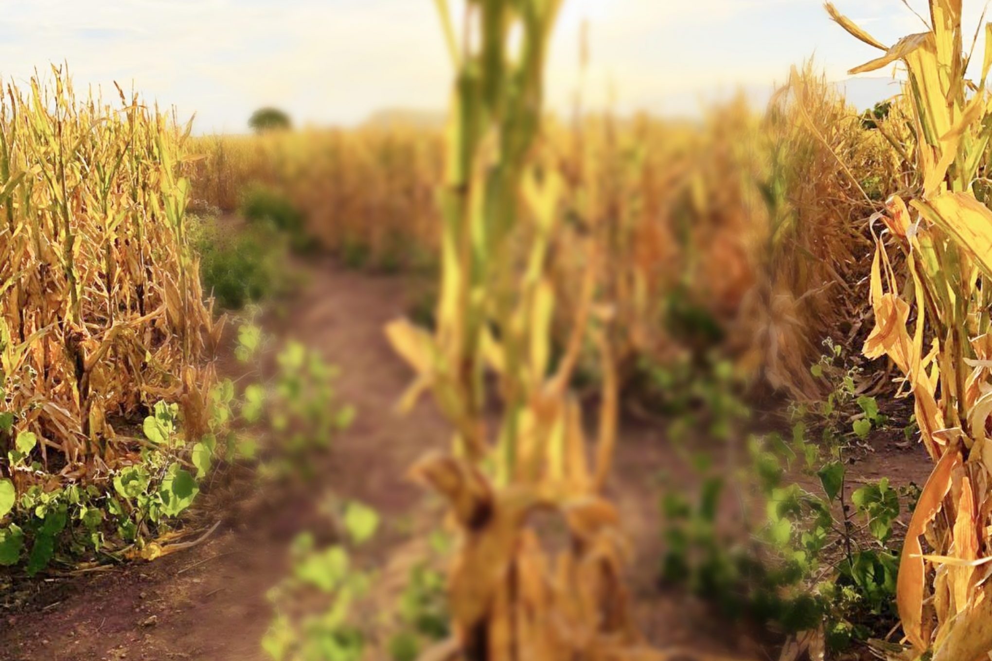 CornMaize
