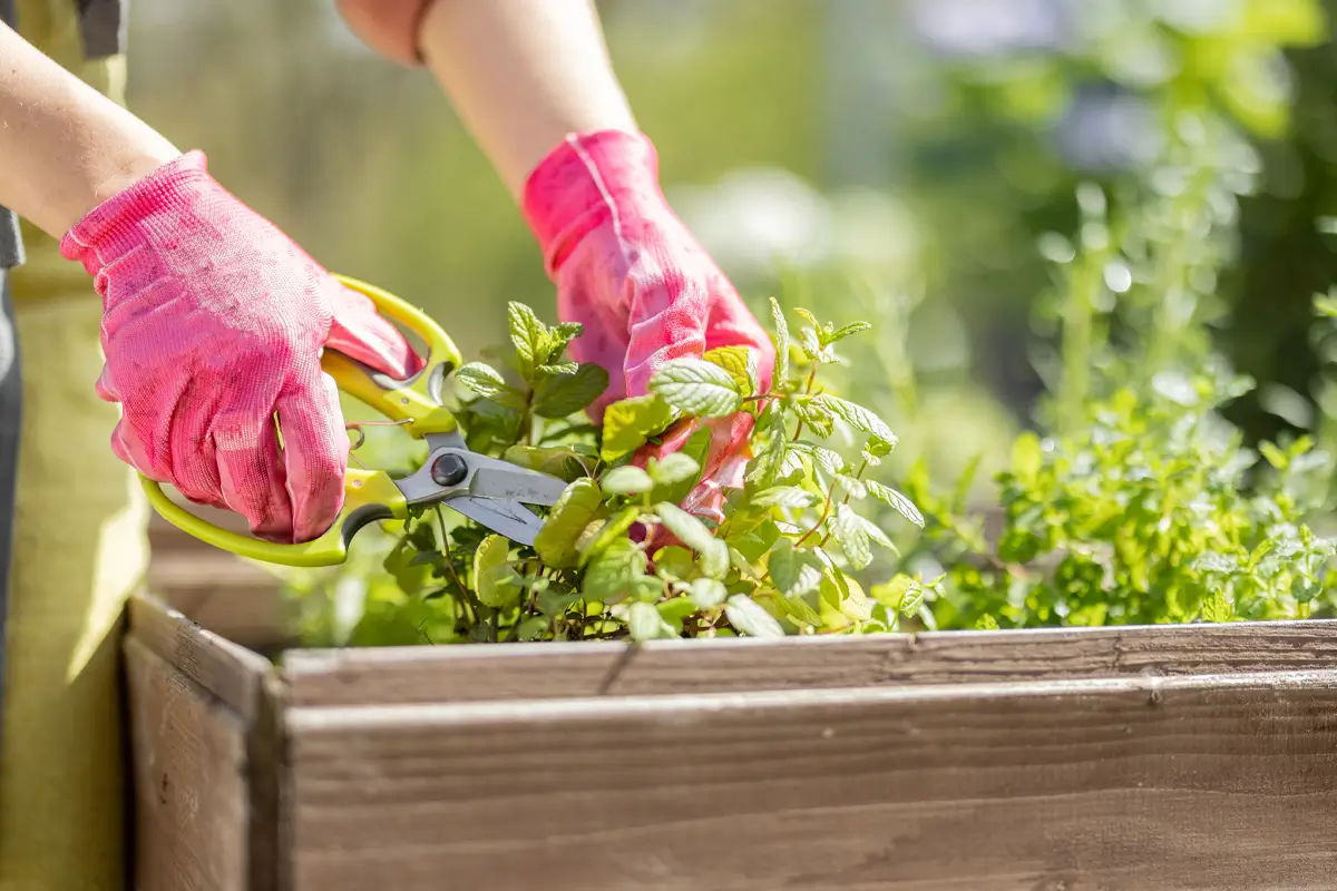 Spring Events at Staheli Family Farm